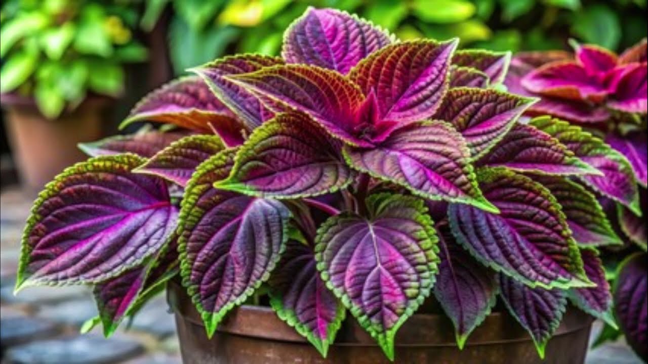 Coleus haqida va uning qisqacha tavsifi