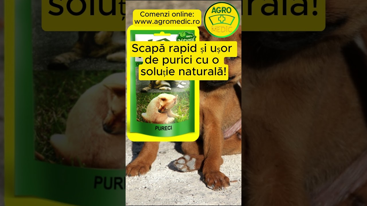 Scapă rapid și ușor de purici cu o soluție naturală! 