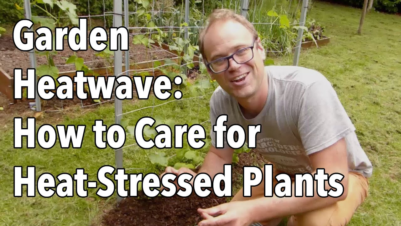 Garden Heatwave: How to Care for Heat-Stressed Plants