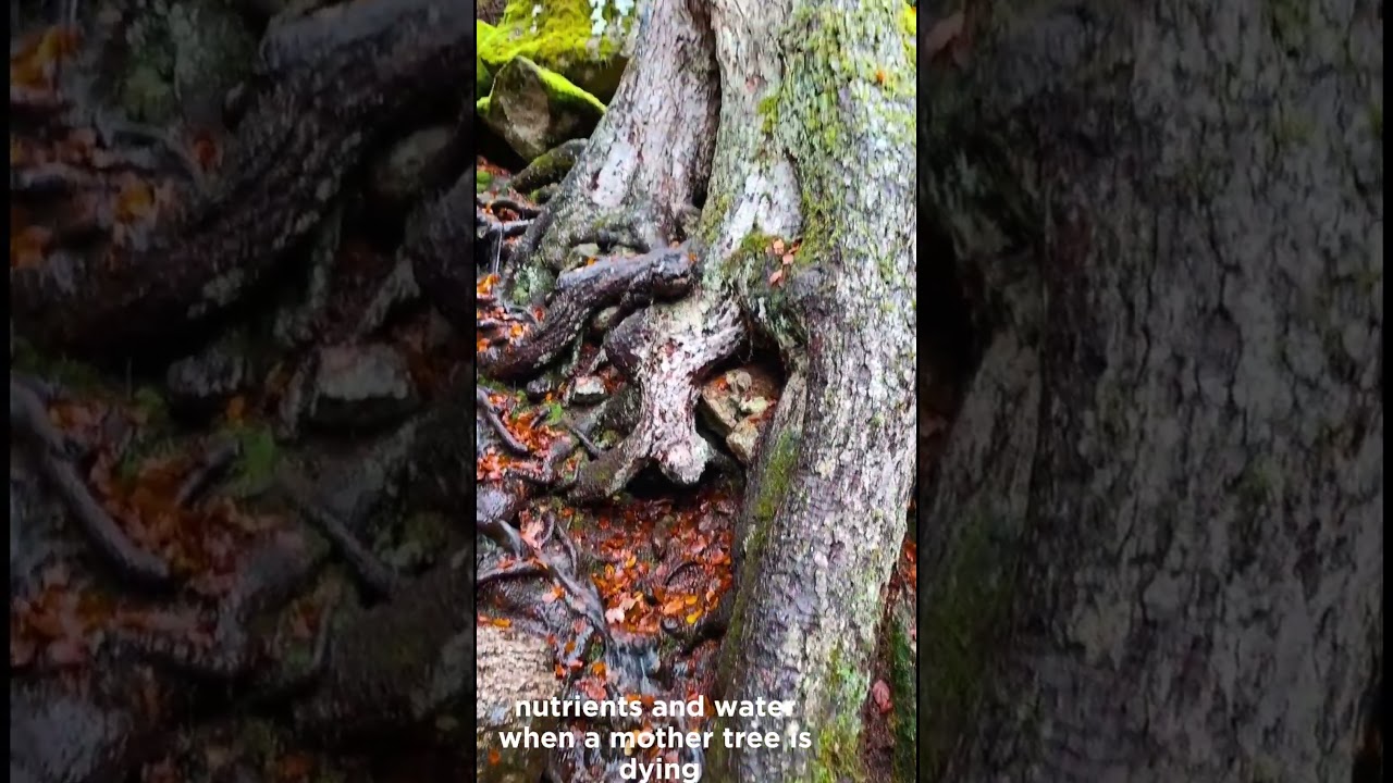 Scientists found something in the forest they weren't supposed to. 🌿