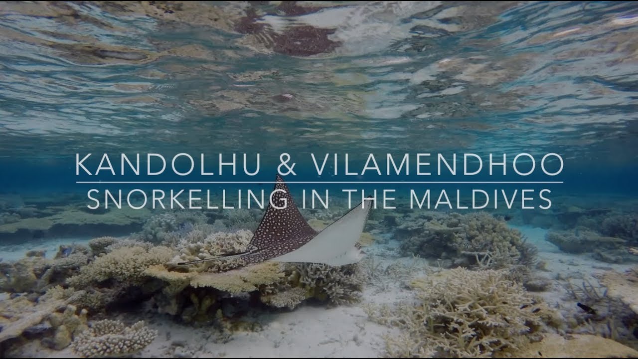 Snorkelling in the Maldives - Kandolhu & Vilamendhoo - 2016