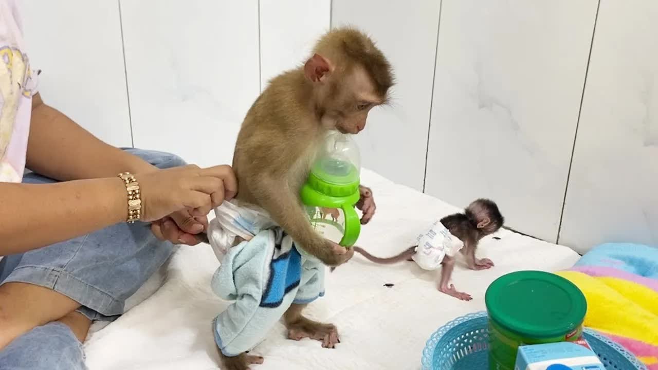 Spolied Boy DAM Can Be Calm After Mom Give Him A Bottle First
