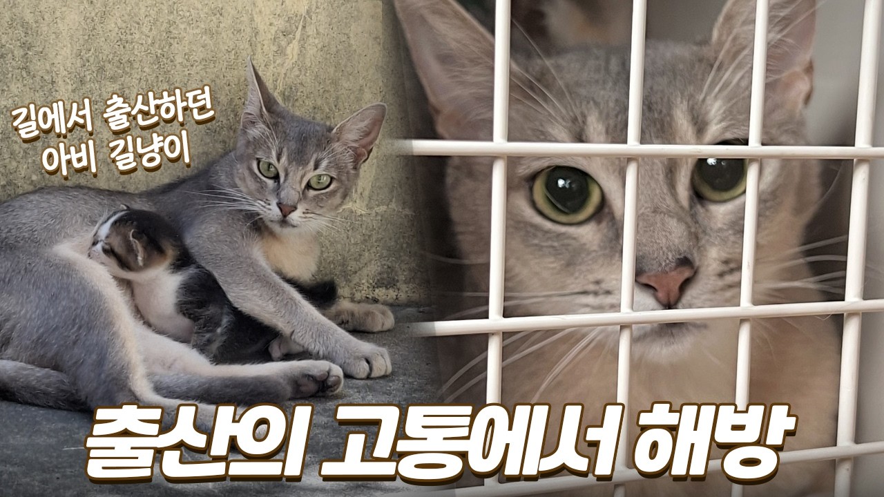 길에서 출산하던 아비 길냥이가 자유의 몸이 되었어요