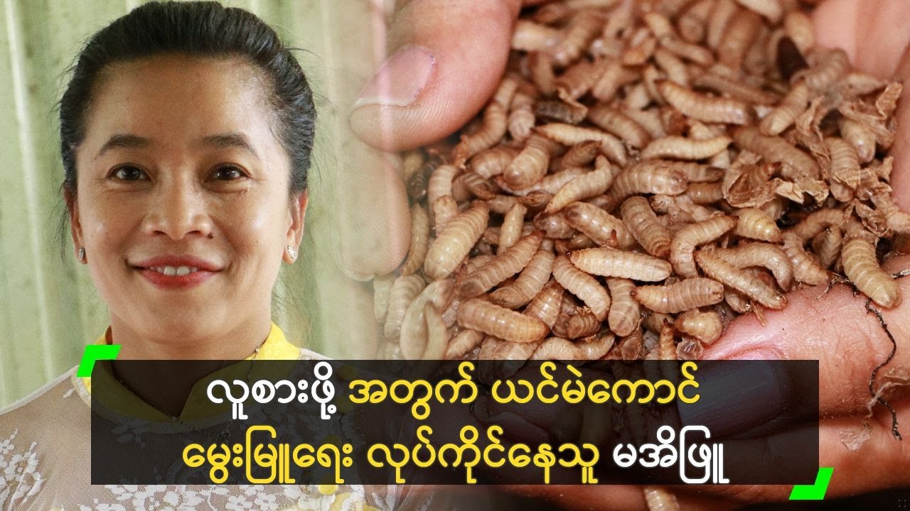 လူစားဖို့ အတွက် ယင်မဲကောင် မွေးမြူရေး လုပ်နေသူ မအိဖြူ