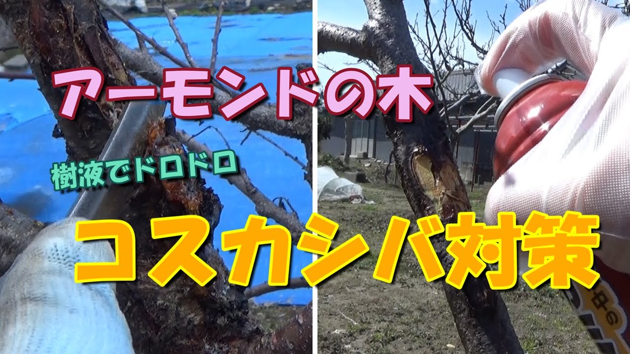 【我が家の果樹たち】アーモンドの木・コスカシバ対策