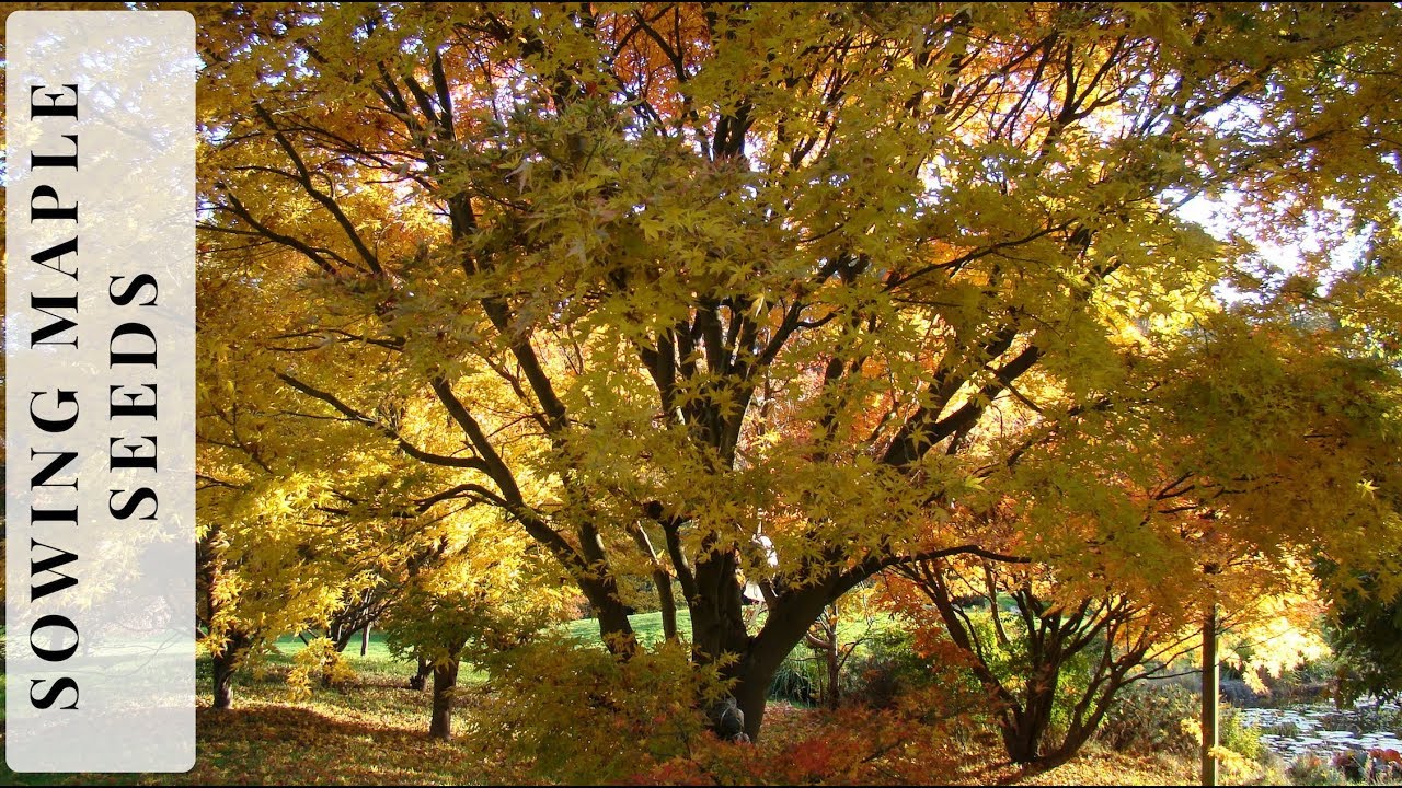 How to Sow Maple Seeds Successfully