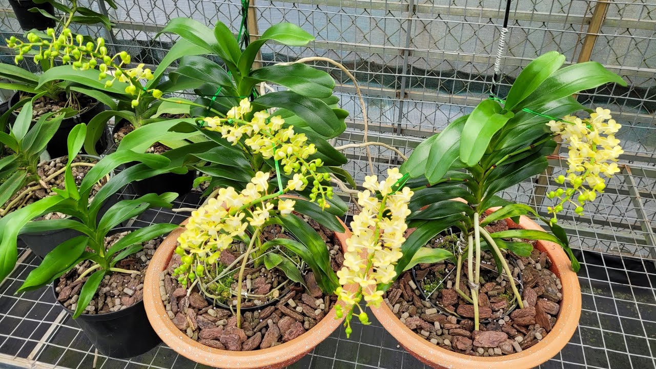 NÉT CĂNG ĐÉT - Quế, Hạc, Thập, Vani, Trinh Trắng, Vạch Đỏ, Kiếm #nguyenngocha #vuonlannguyenngocha