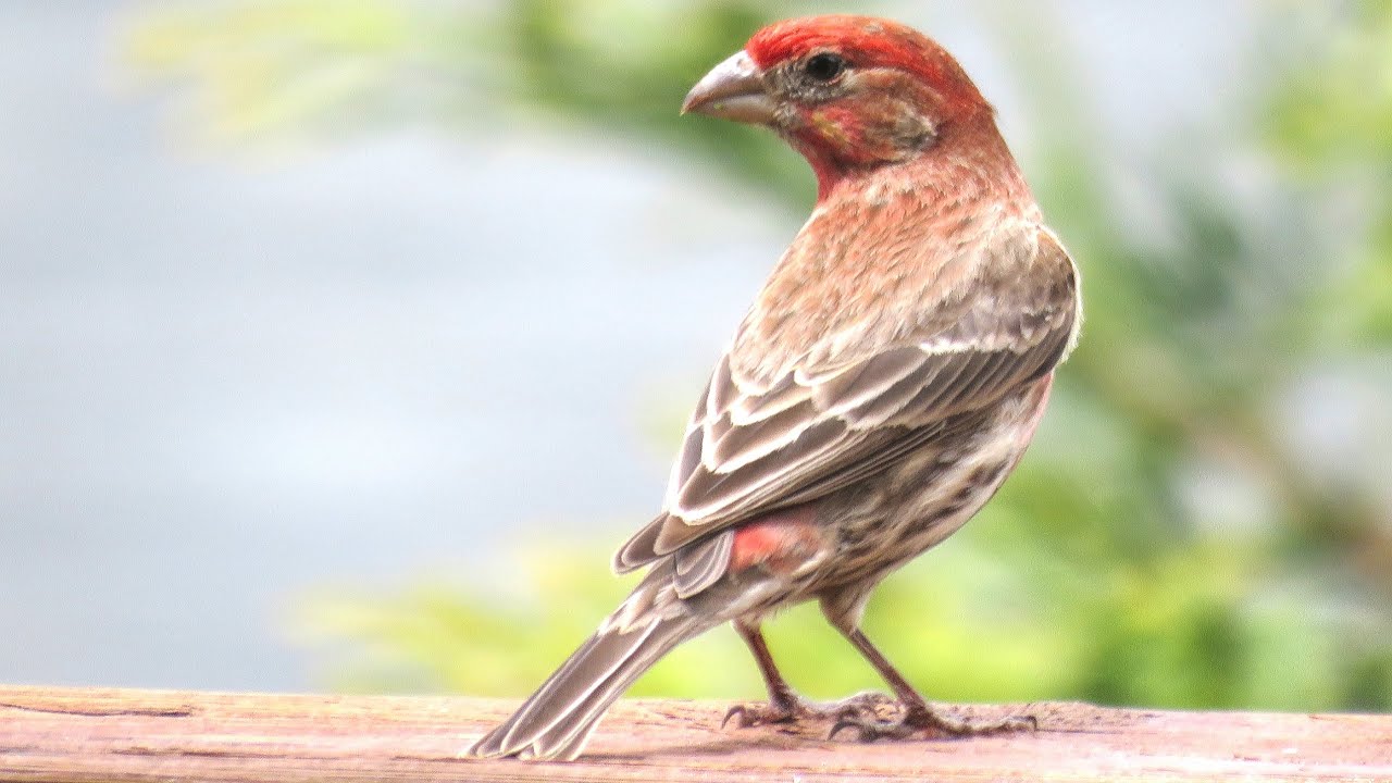 House Finches Nesting