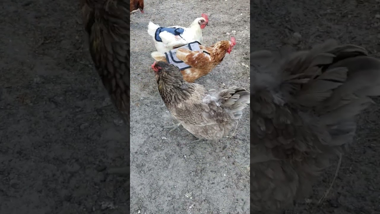 Ameraucanas Lay Eggs That Are Blue Inside And Out #chickens #homesteading #chickenlife