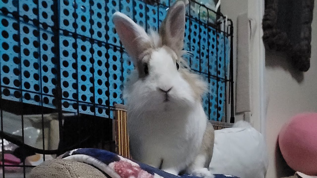Bunny mofu is live!20 JAN 2026 #livestream #bunny #rabbit #cute #mofu #うさぎ #relaxing #動物 #viralvideo