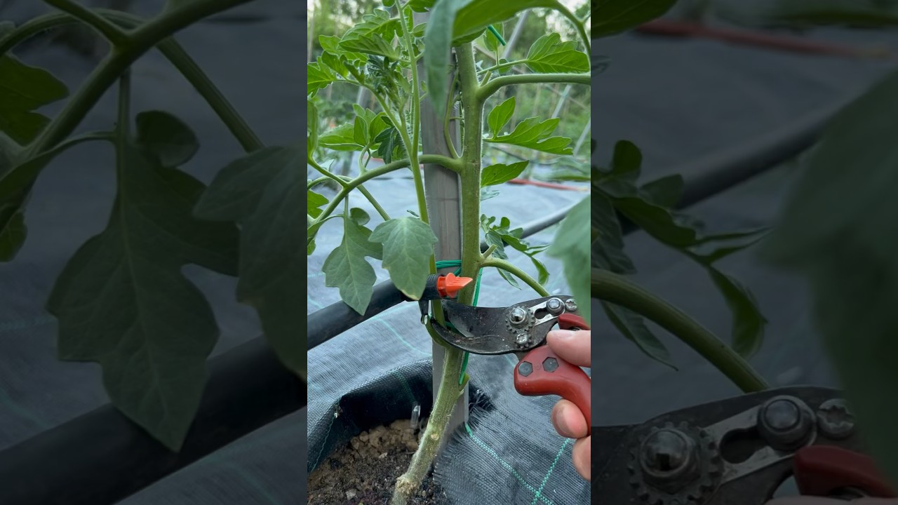 #pruning tomato! #agribros #gardening #asmr #garden #cuttingskills #agriculture #tomato #planting