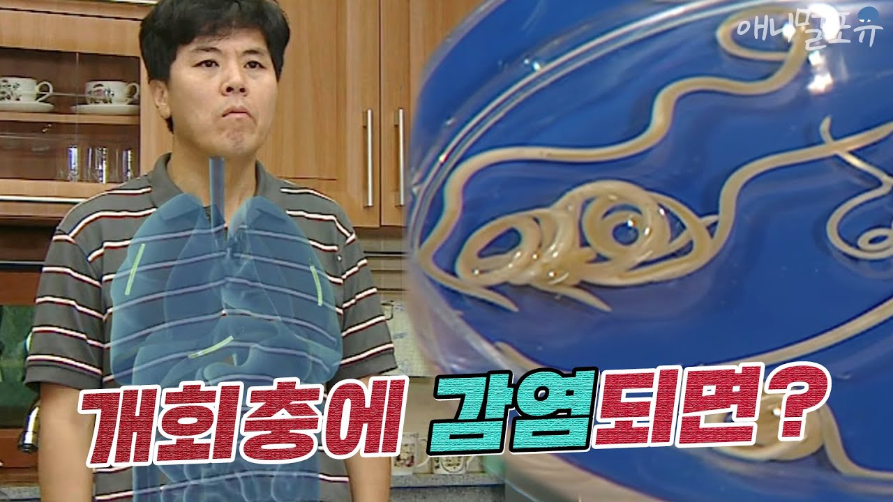 충격! 사람도 개회충에 감염될 수 있다?, KBS 120827 방송