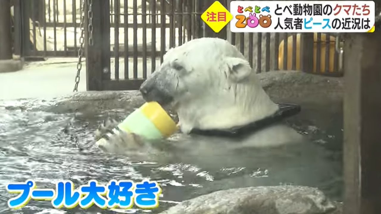 個性豊かな「とべ動物園」のクマたち　人気者「ピース」は“頭の毛が薄くなってきて…