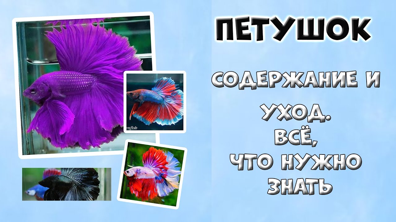Петушок: Полное руководство по содержанию, кормлению и разведению. Секреты здоровья и красоты!
