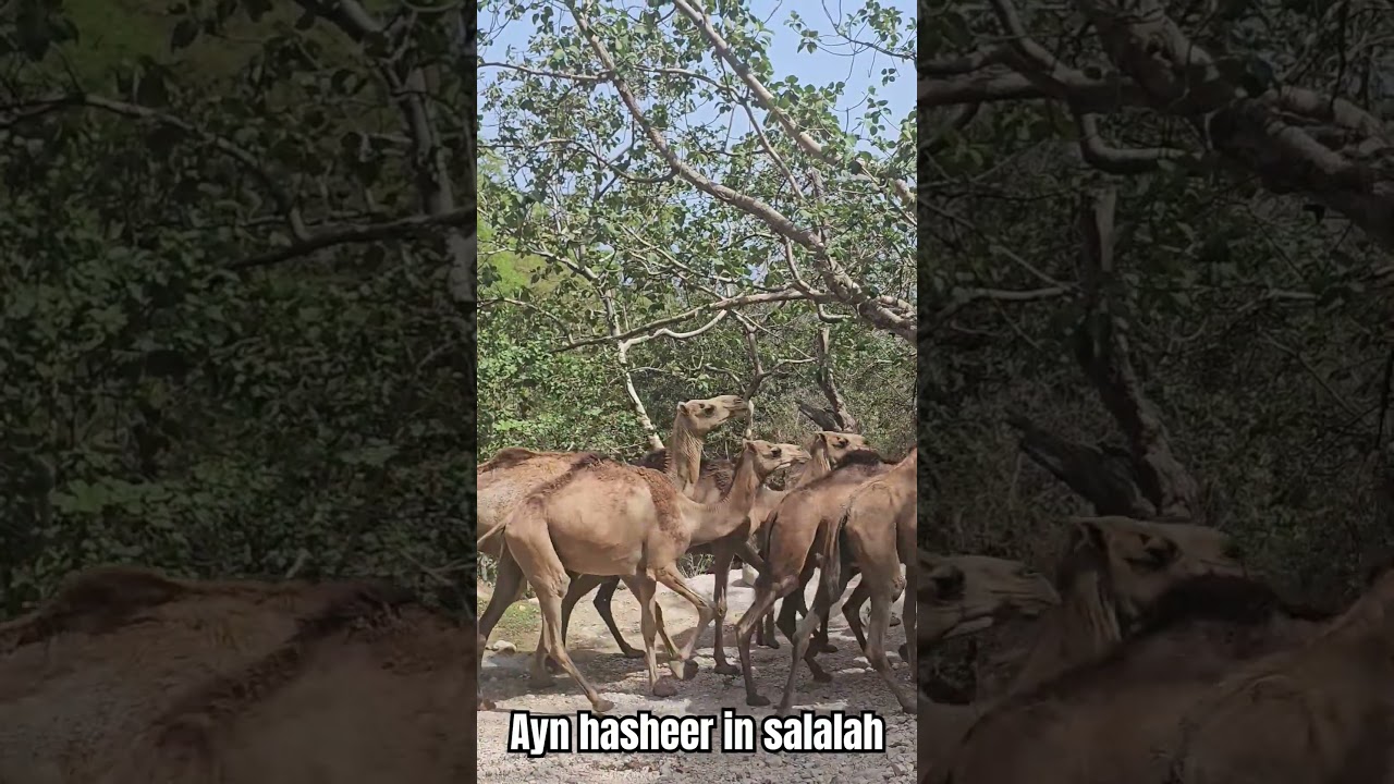 #newvideo #shorts #bakraeid #special