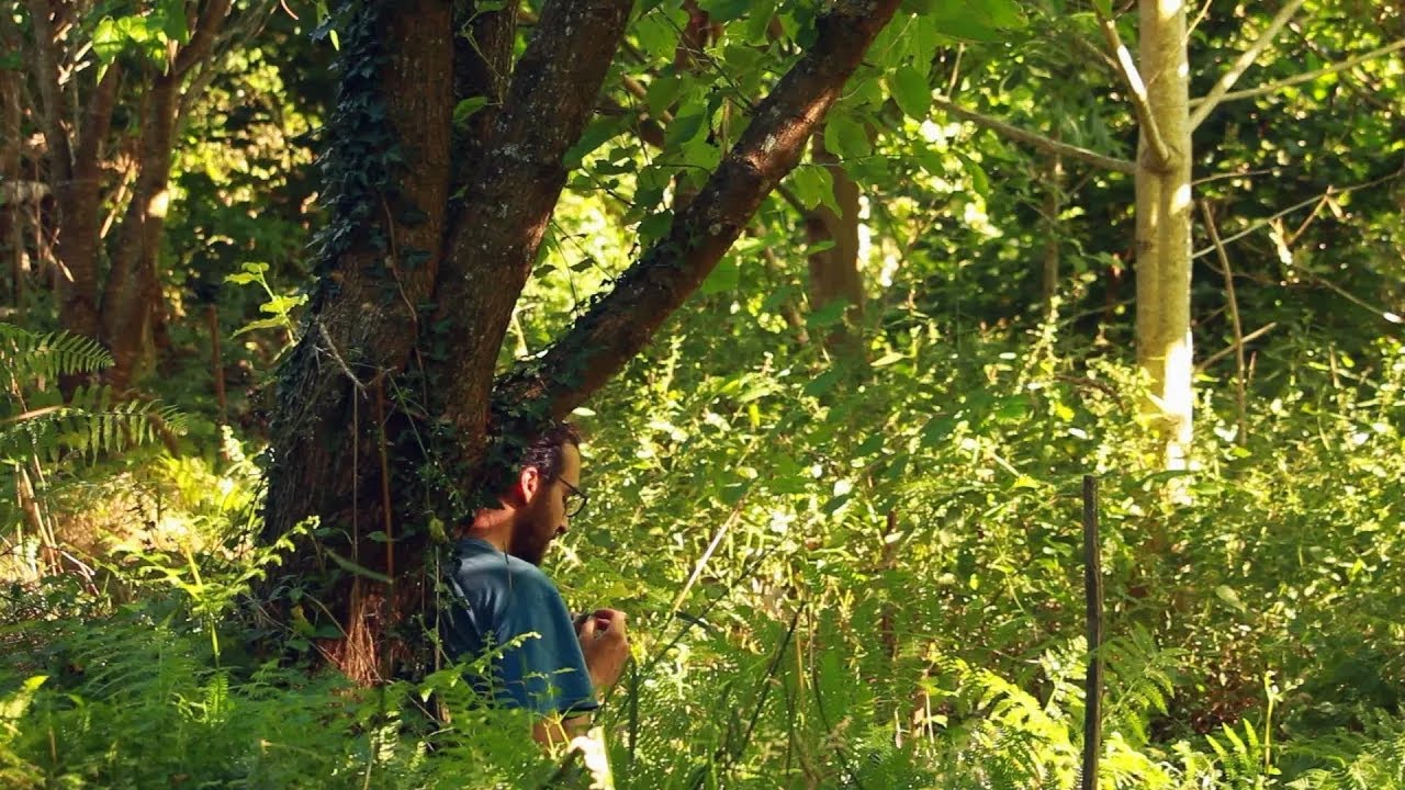 How a Forest Garden (almost) Heals the World