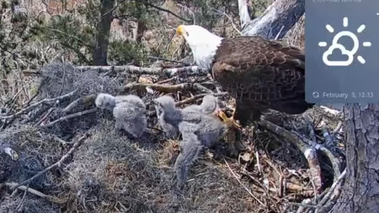 Big eaglet bonk small eaglet when he tries to eat | Kisatchie National Forest E-3 | Feb 9, 2026