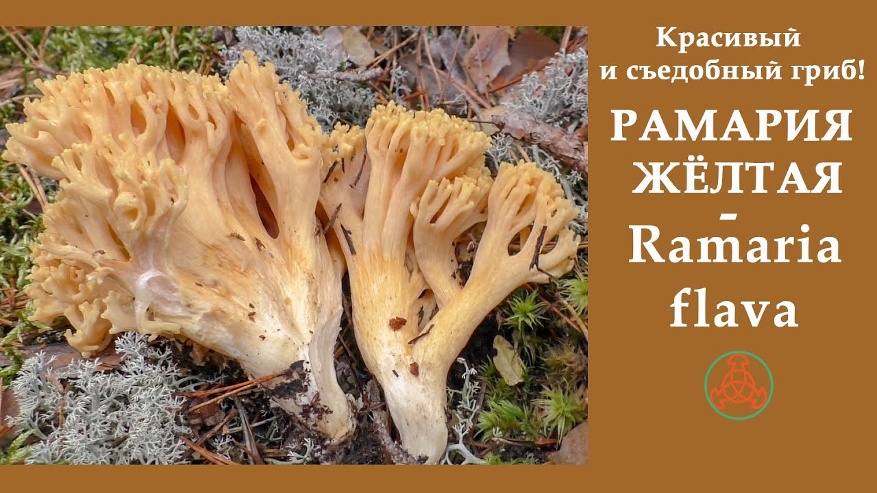 Красивый и съедобный гриб! РАМАРИЯ ЖЁЛТАЯ -  Ramaria flava.