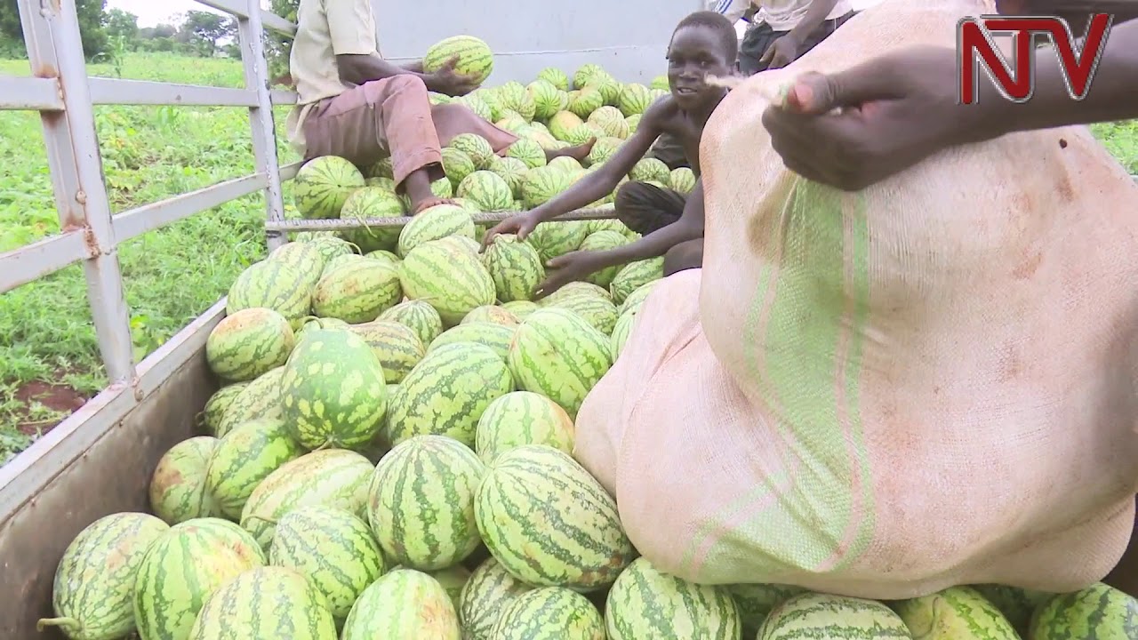 On the farm: The traders cashing in on watermelons