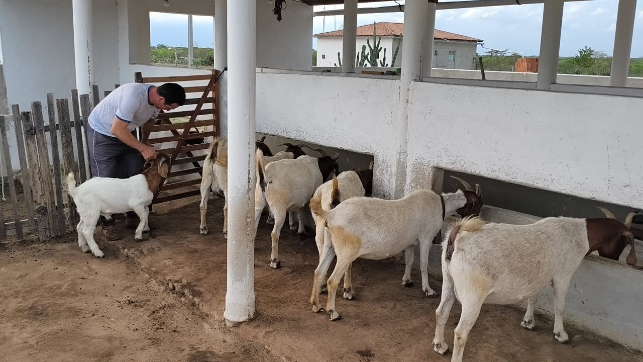 FUI CONHECER A CRIANÇA DE CABRAS BOÉ DE CLAUDEMIR ELE É UM GRANDE ADMIRADOR DA RAÇA BOÉ !!!!