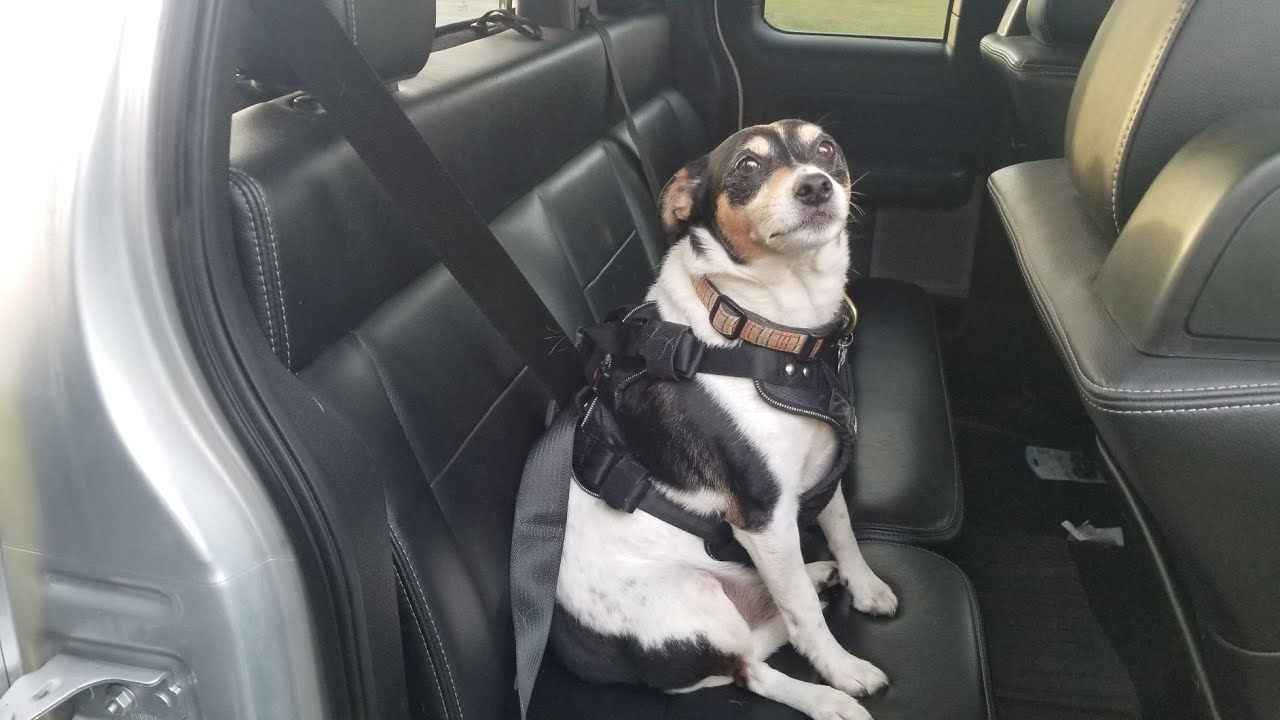 Sherpa Seatbelt Harness Review