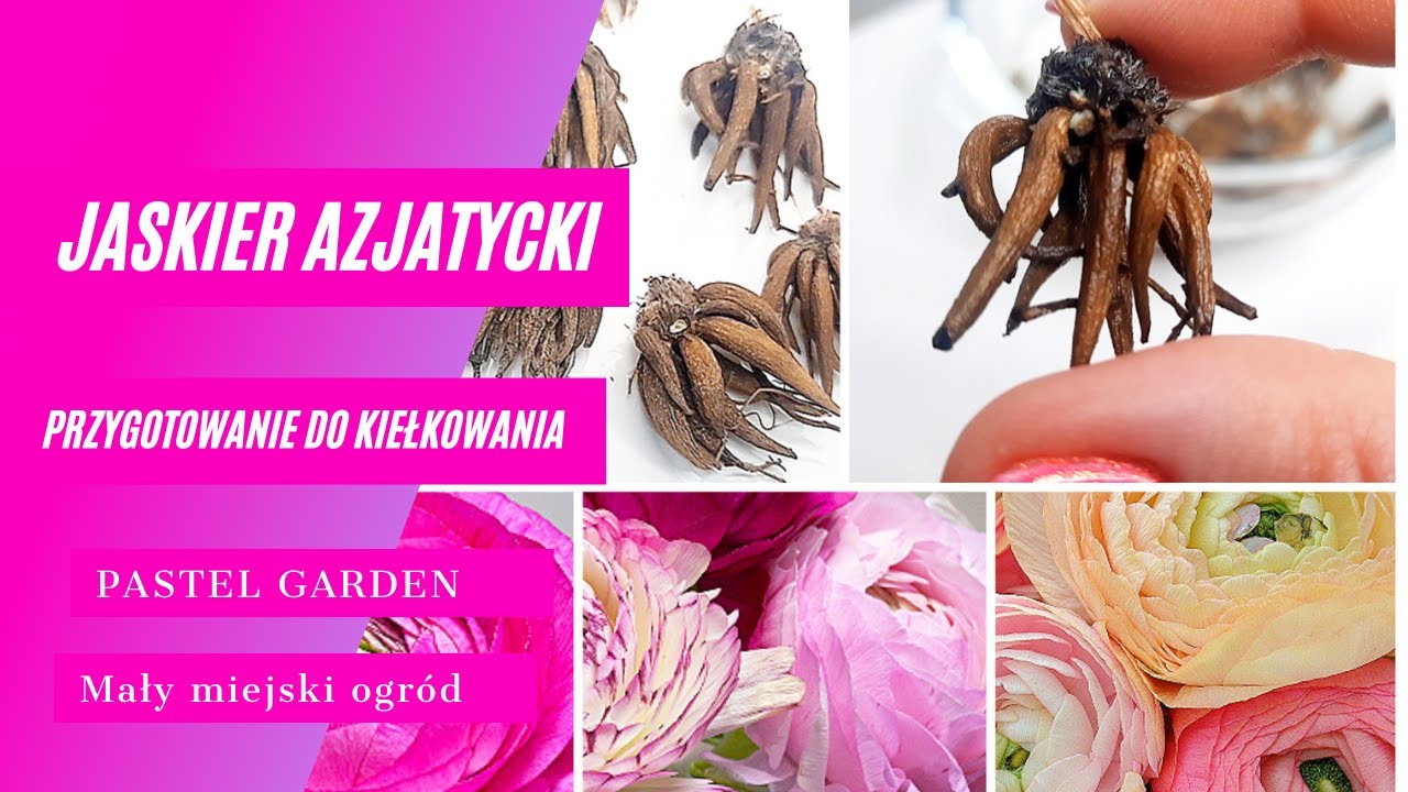 Ранункулюсы азиатские - когда и как сажать, чтобы они быстрее цвели, как выращивать, основная инфо