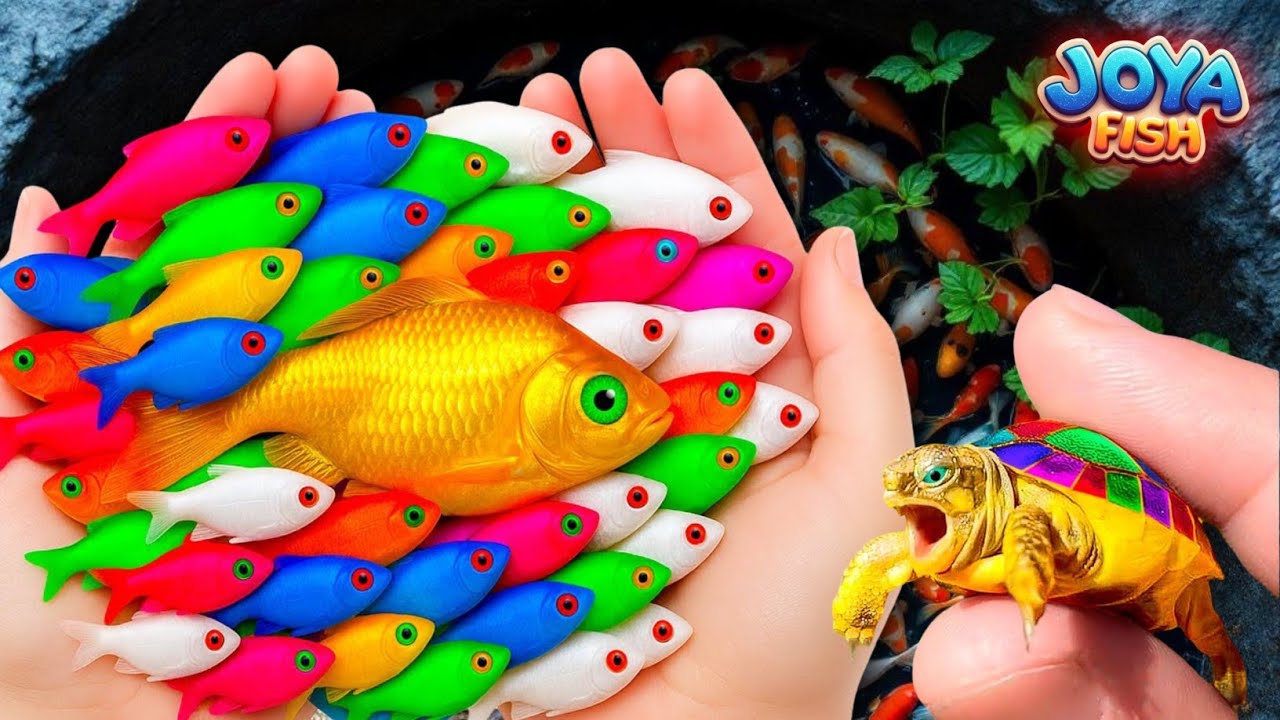 Dunia ikan lucu, ikan hias warna-warni, koi, glow fish, ikan mas, ikan cupang, bayi penyu