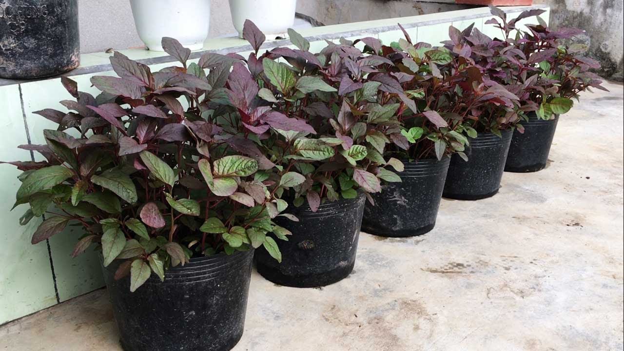How to grow amaranth in pots at home, easy for beginners