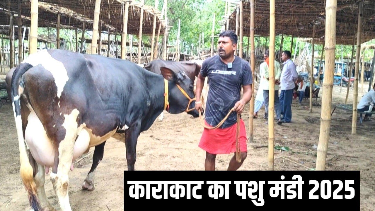 घर पर और Dairy Farm पर रखने के लिए अच्छी गाय दिखी काराकाट पशु मंडी में  | Karakat Pashu Mandi