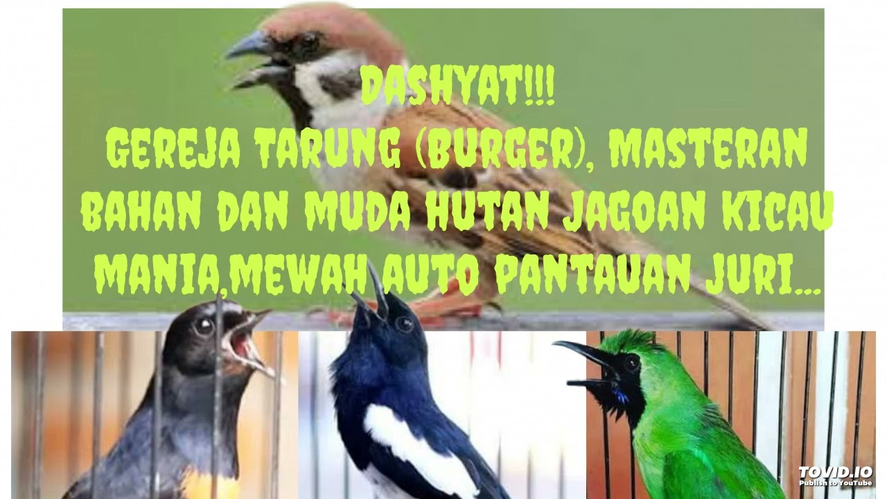 Gereja Tarung, materi idaman Juri laber sampai event nasional, buat paruh jagoan kicau mania sobek2