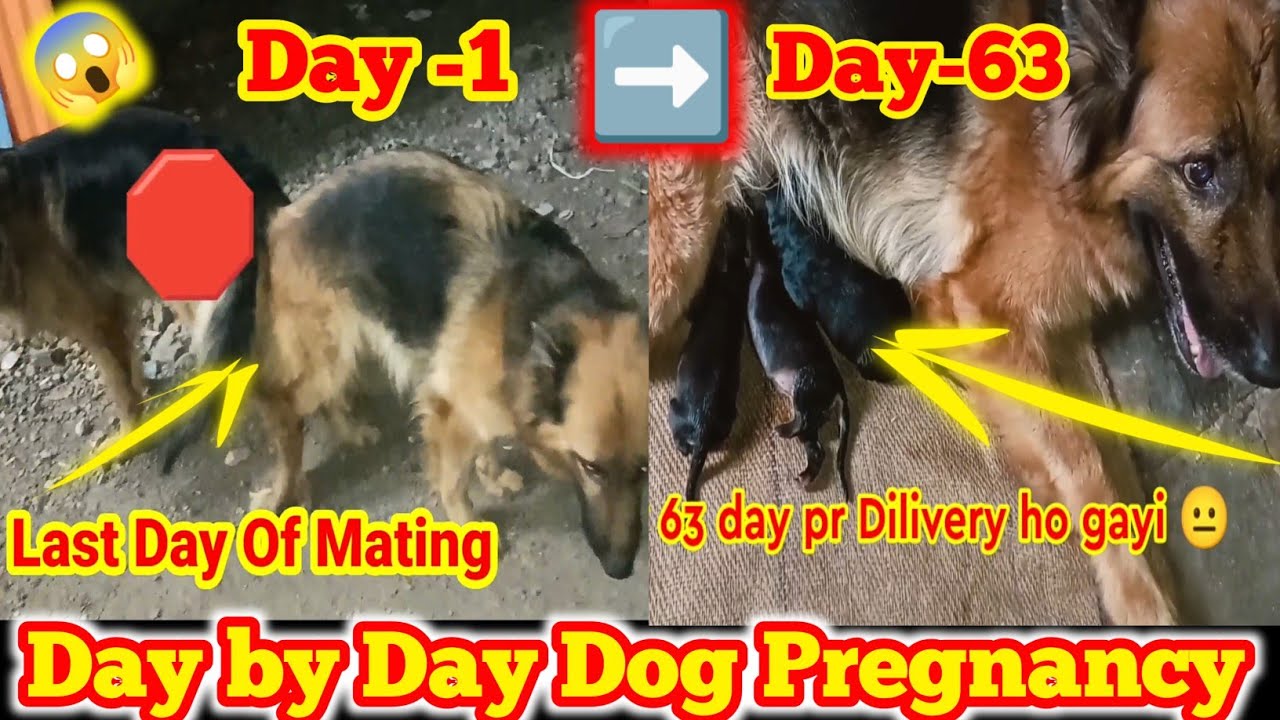 day 1 to day 63 dog pregnancy 🥺 l dog pregnancy l dog pregnancy day by day l pregnancy test