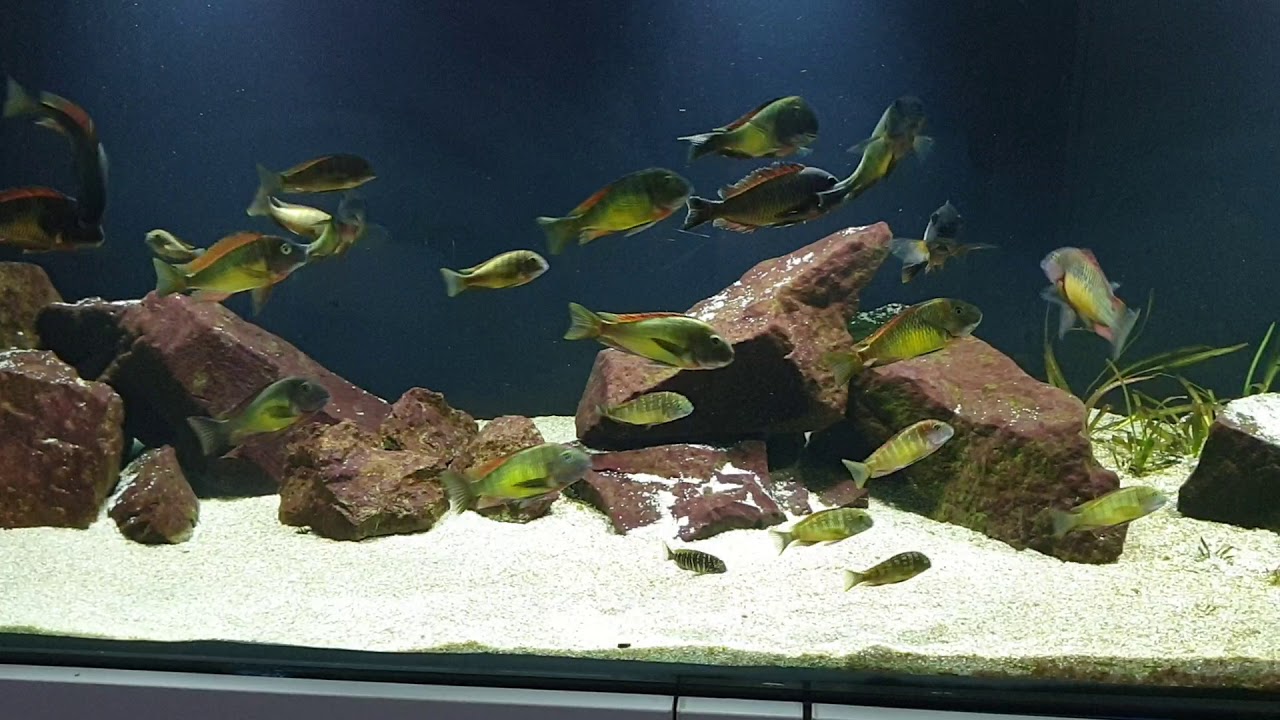 Tropheus Moorii Red Rainbow Kantalamba WF