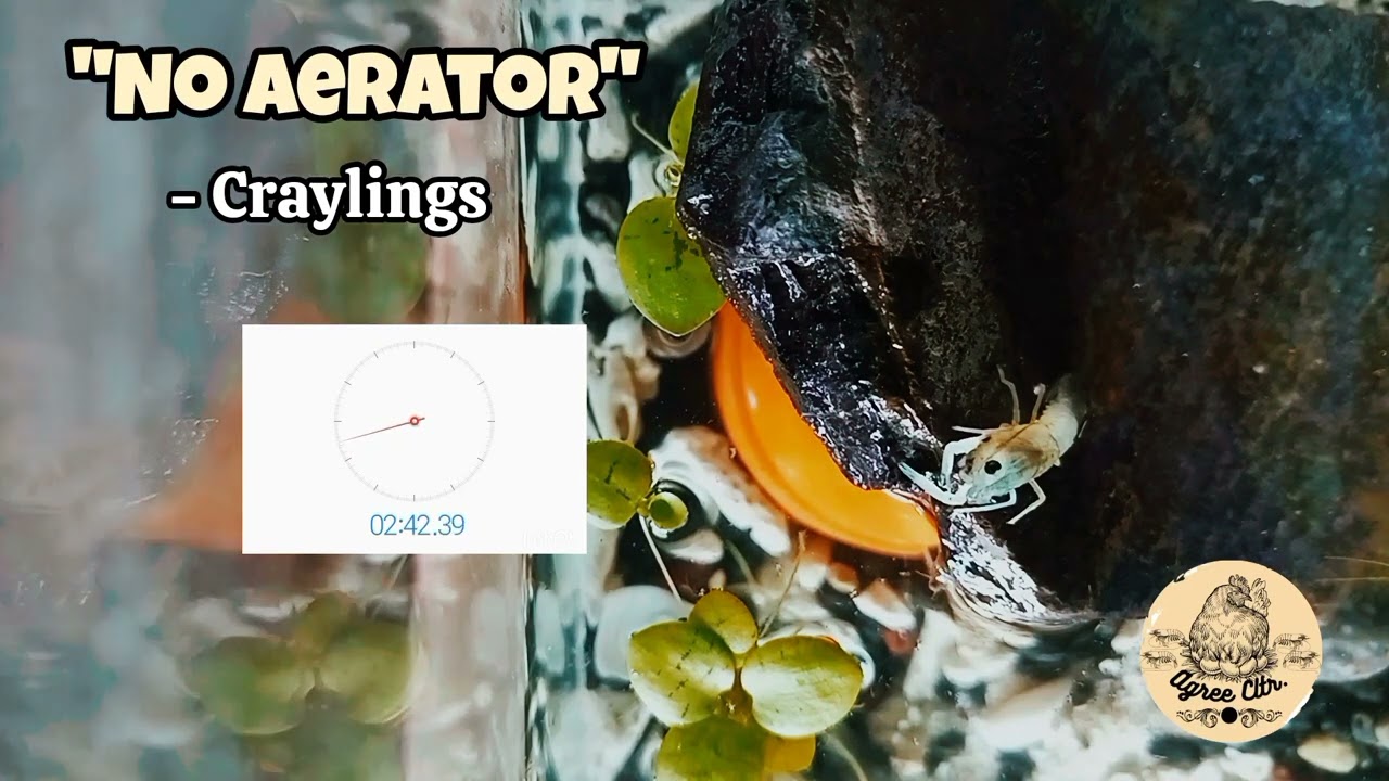 No Aerator - Craylings Experiment | #crayfish_farm #aquaculture #crayfishaustralian #crayfish