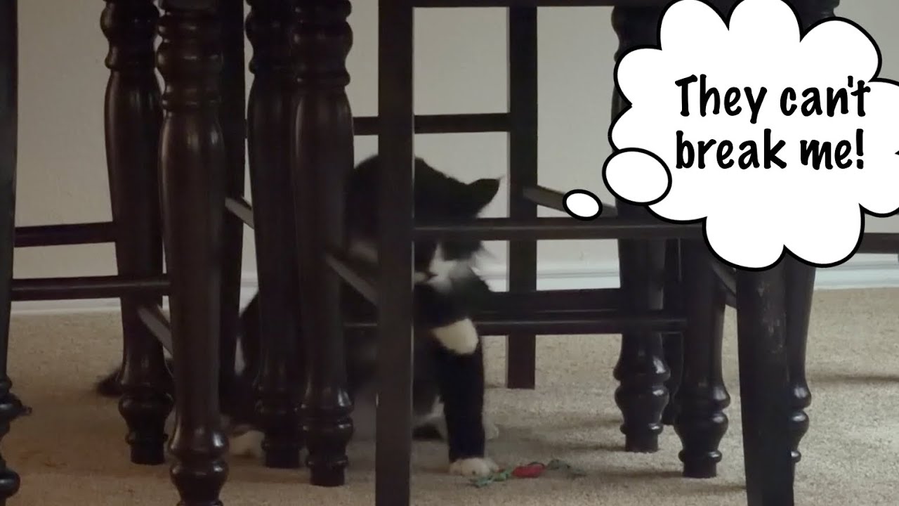 Table Leg Jail