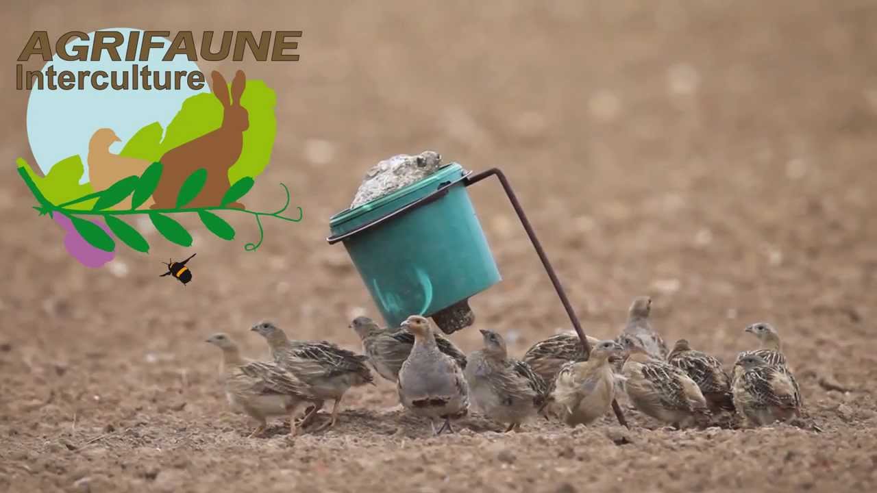 Agrifaune : Gites&Couvert d'interculture