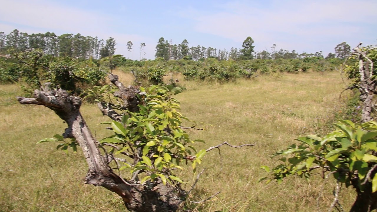 10 Ha Litchi and avocado farm for sale R 6200 000 Vat included