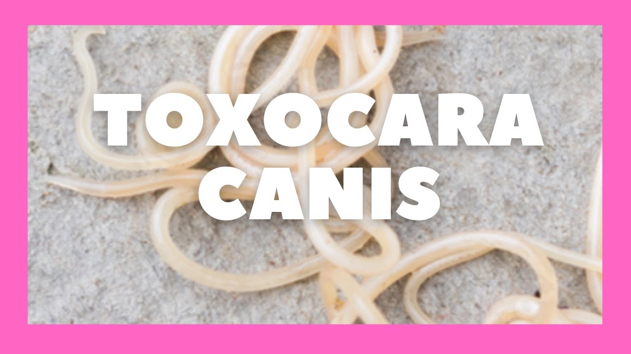 TOXOCARA CANIS