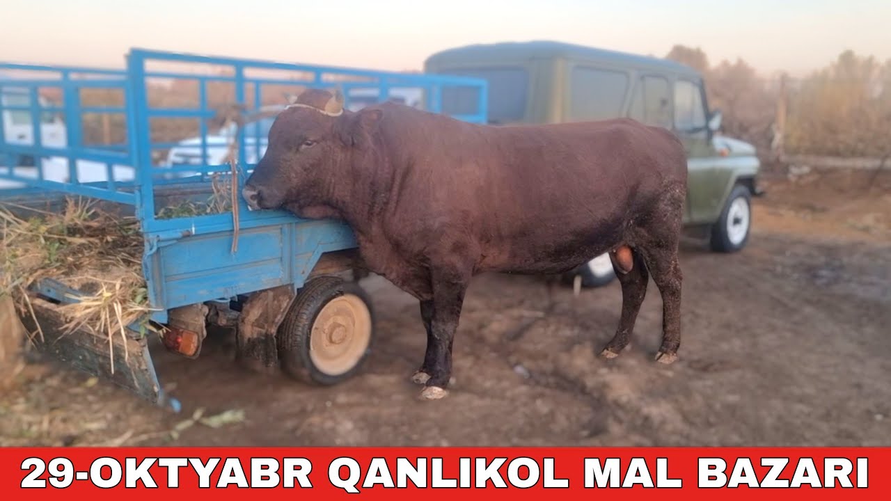 29-ОКТЯБРЬ/КАНЛЫКОЛ МАЛ БАЗАРЫ/СКОТНЫЙ РЫНОК/BUQALAR/BIG BULLS IN THE WORLD/BIG COW