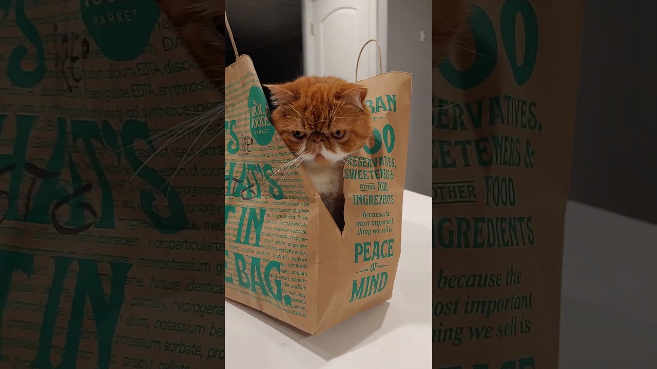 Коты в мешке