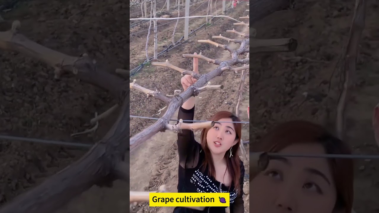 Grape cultivation 🍇