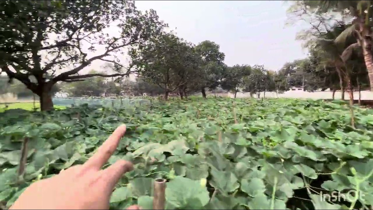 সাভার বনগাঁও ইউনিয়ন ৩০ শতাংশ জমি সরকারি রাস্তার সাথে বিক্রি হবে।Watshap 01845312379