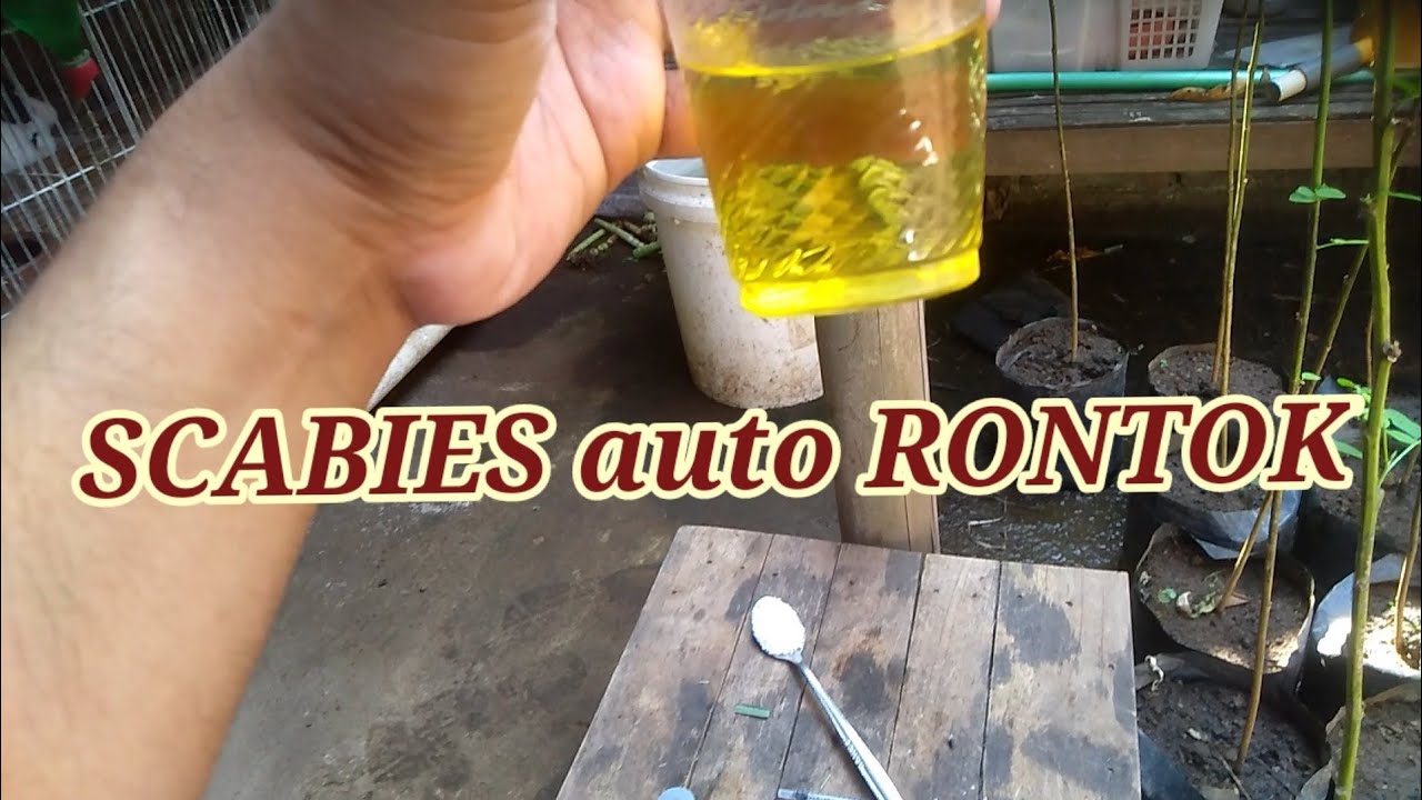 CARA MEMBUAT OBAT SCABIES OLES