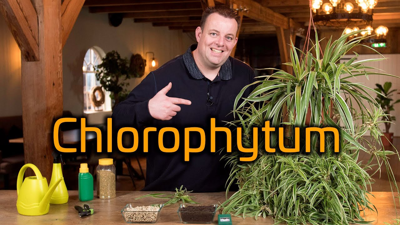 Tips voor de verzorging van je Graslelie (Chlorophytum)
