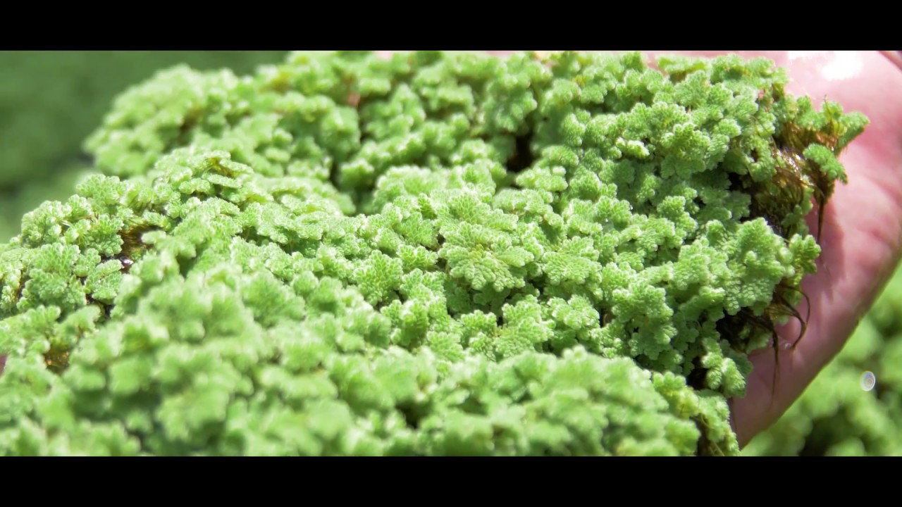 Azolla Universitas Jenderal Soedirman