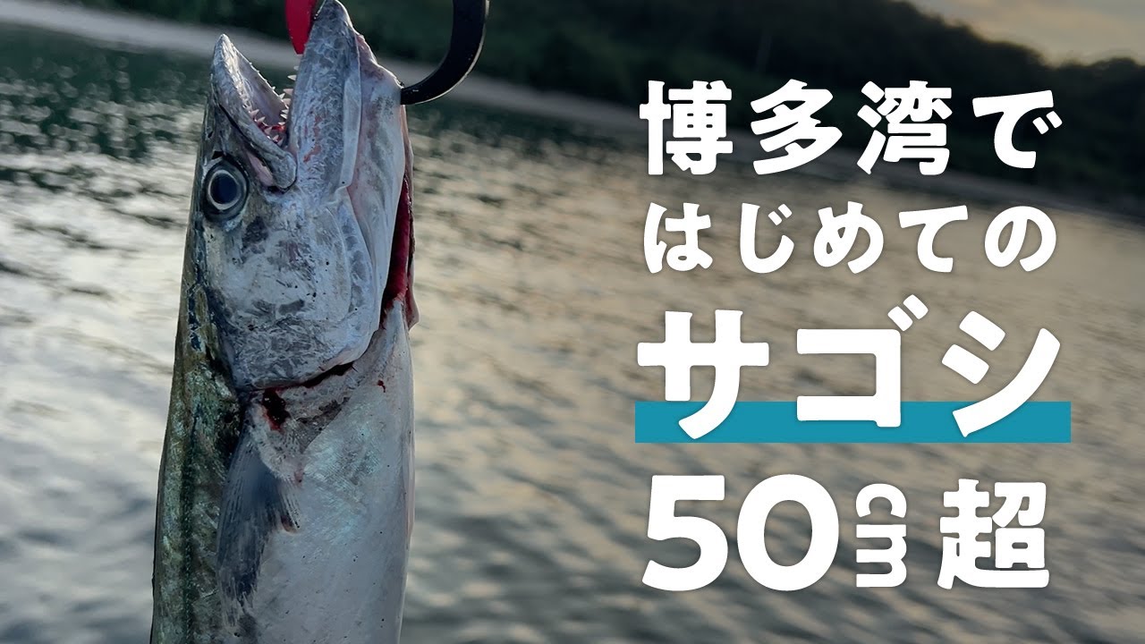 【初青物！】福岡博多湾でサゴシ！ルーアーで50cm超えHIT！ダイソージグヘッドでも釣れました　#サゴシ #ナギ #ヤナギ #アルカリシャッド #コアマン #ダイソー #10月  #博多湾