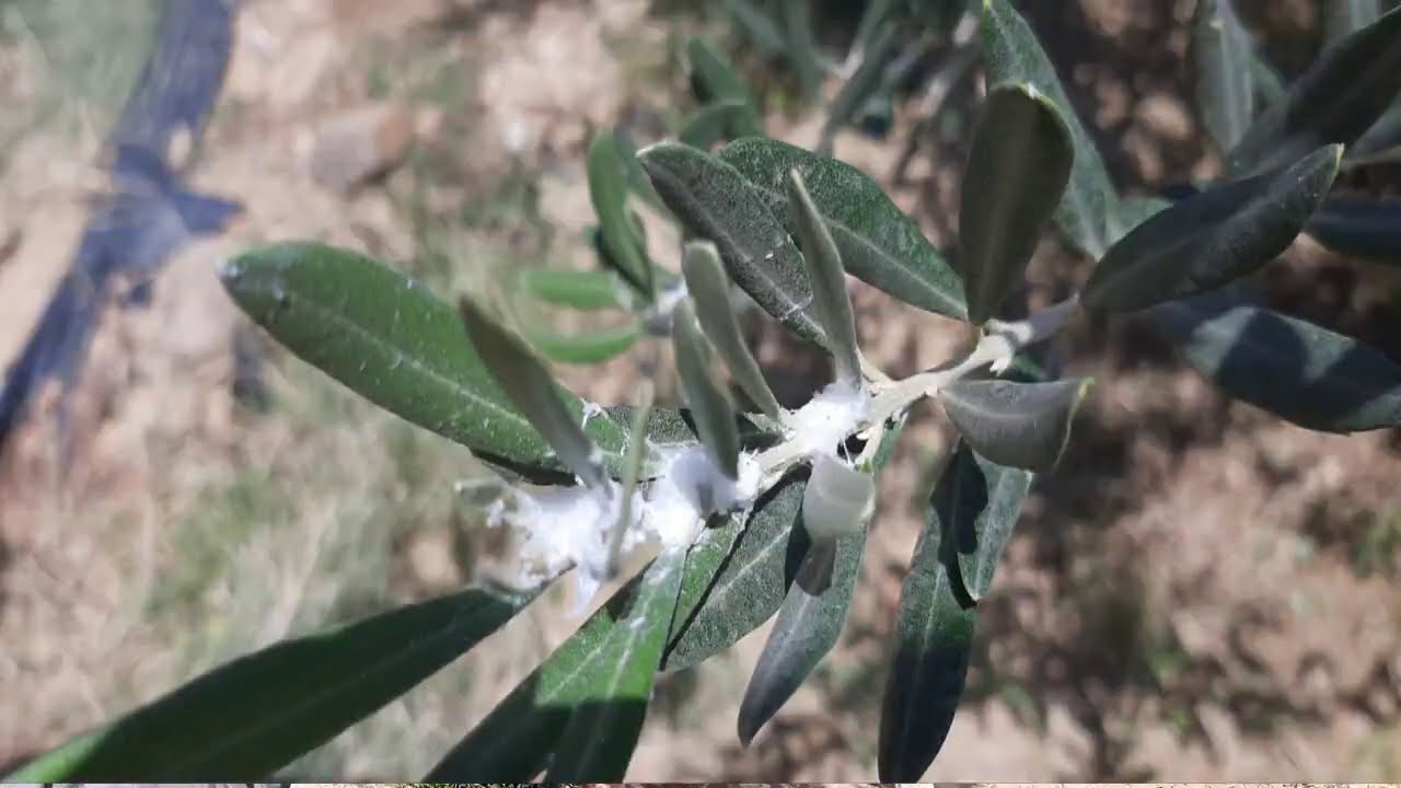 افة بسيلا الزيتون او قطنية الزيتون | الاسباب و العلاج. Euphyllura Olivina