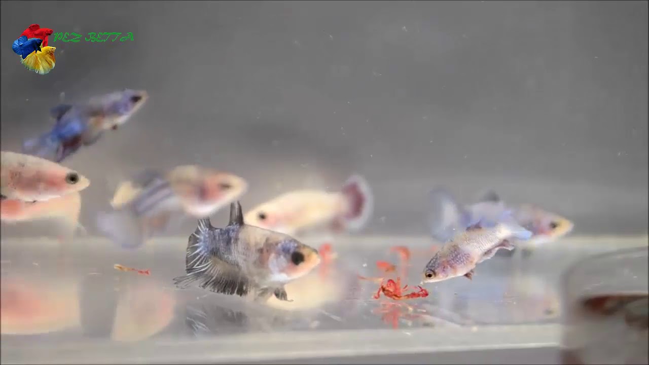 alimentacion de los alevines del pez betta