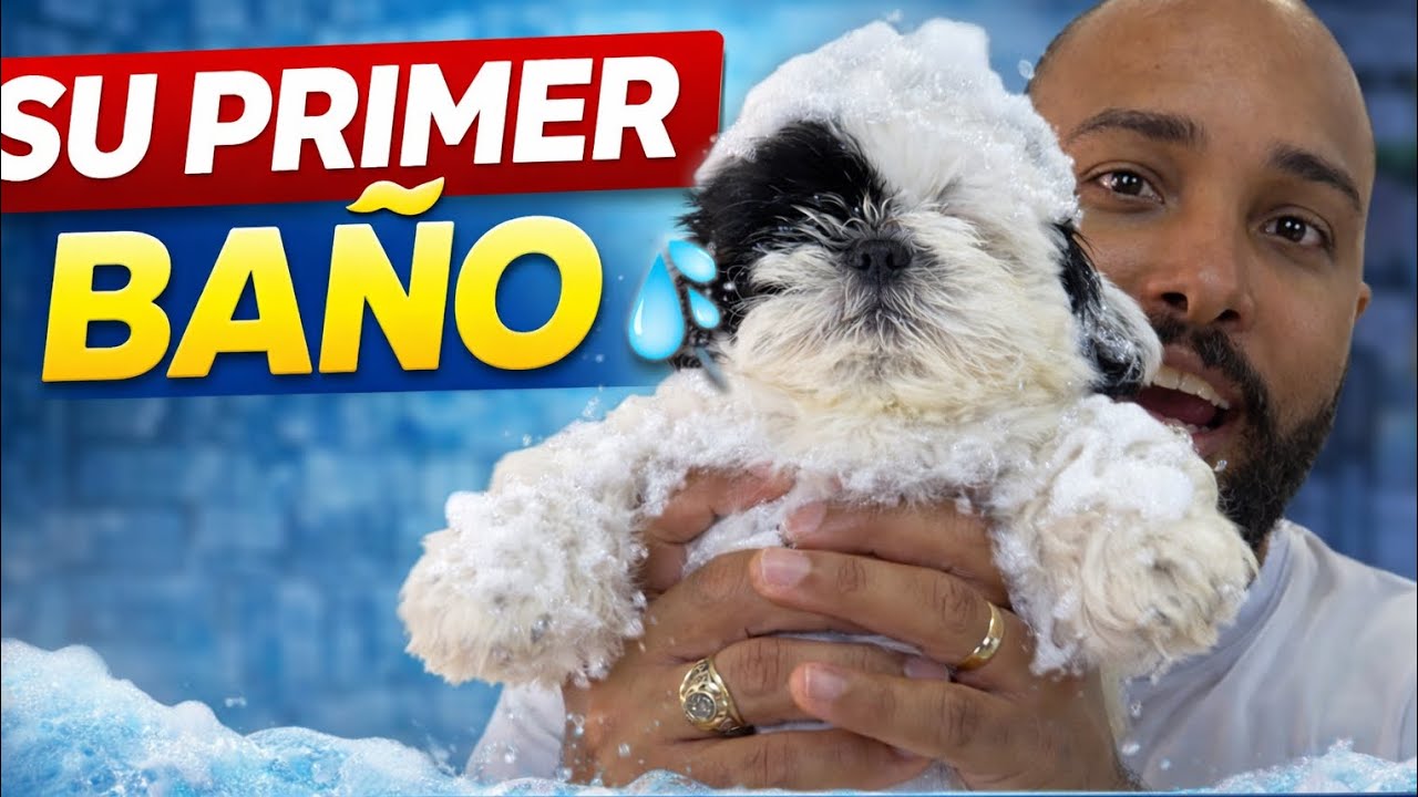 CÓMO BAÑAR A UN CACHORRO PEQUEÑO SIN QUE SE ENFERME 
