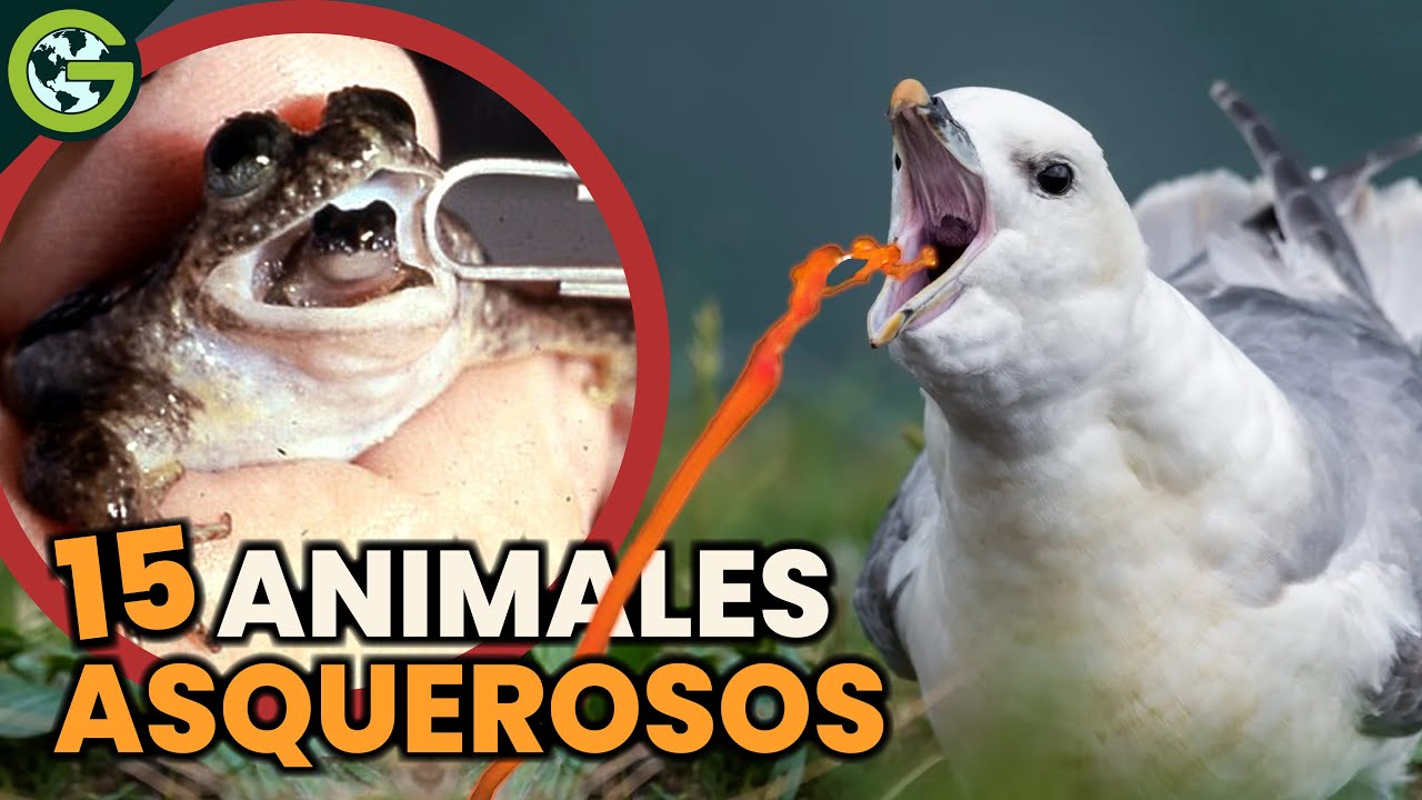 Las 15 Cosas Más ASQUEROSAS Que Hacen los ANIMALES 🐸