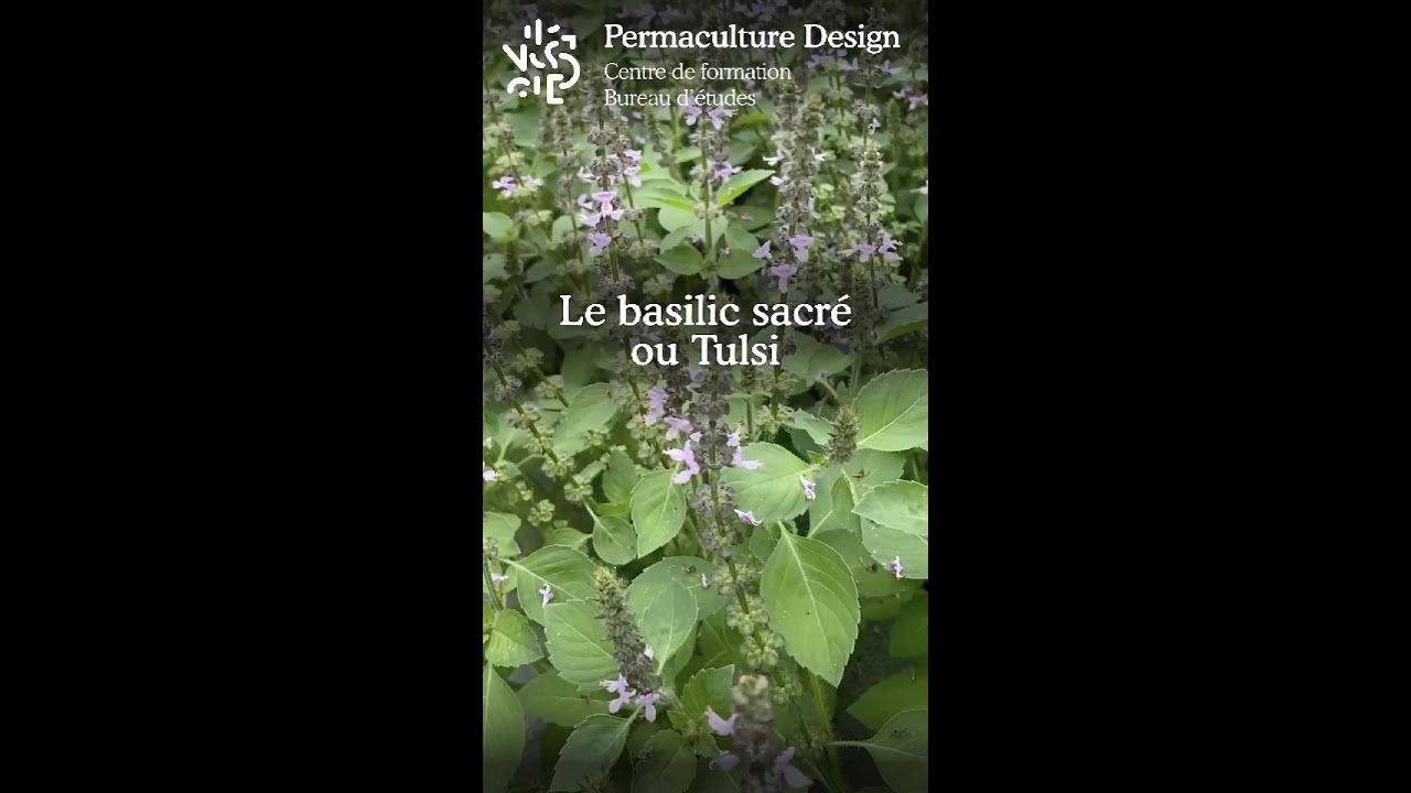 Le basilic sacr&eacute; ou tulsi